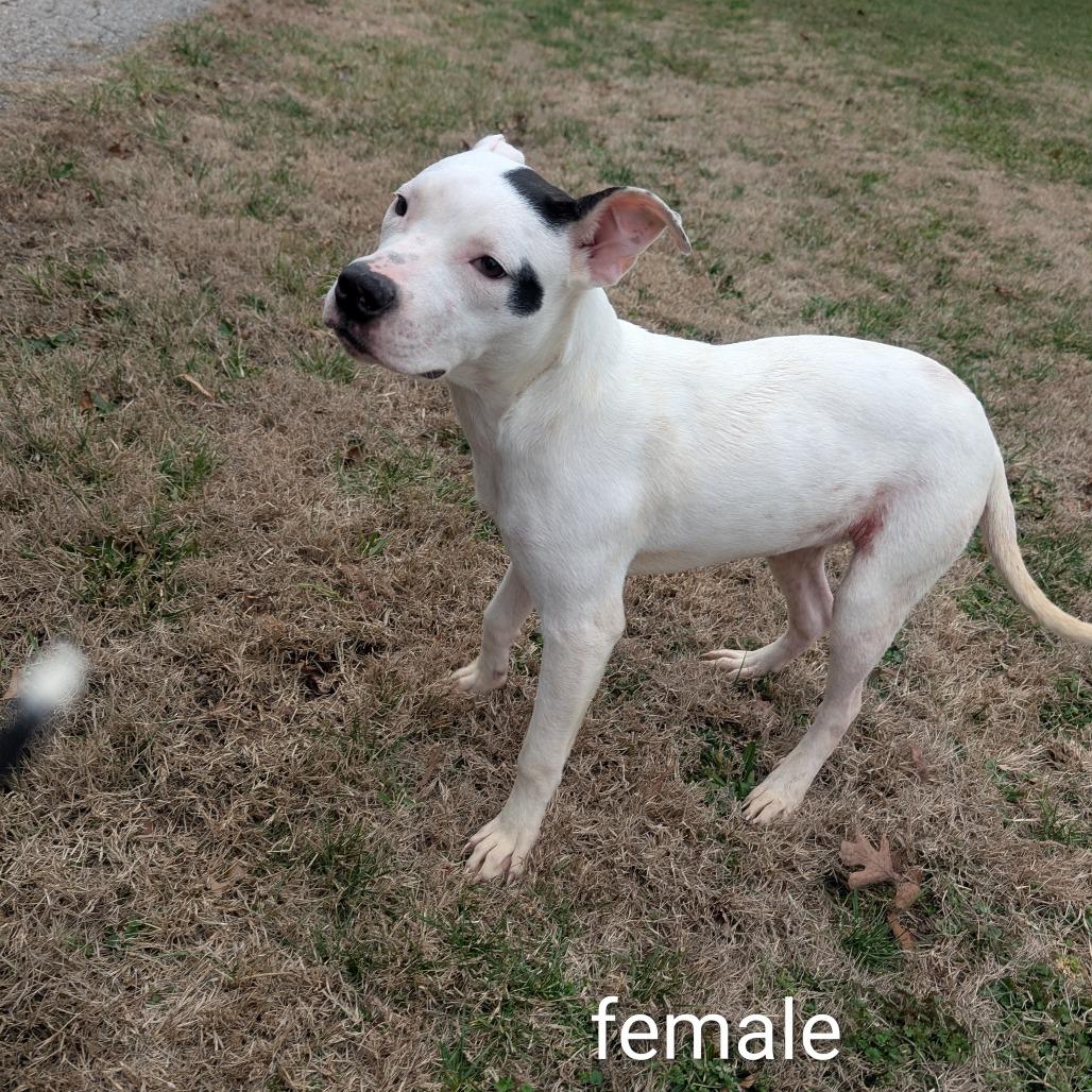 Enlarge Whitney, a Adoptable Pit Bull Terrier in West Plains, MO image 3/4