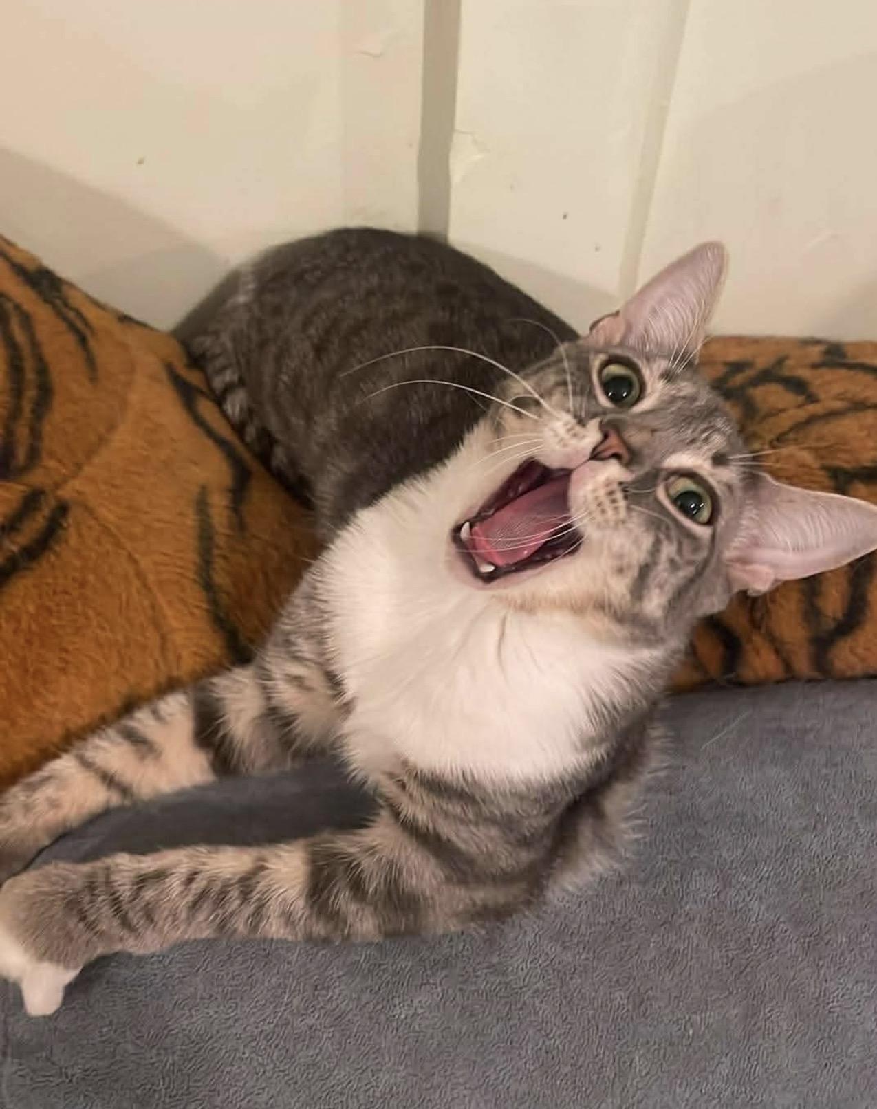 Enlarge Arthur , a Adoptable Domestic Short Hair in Brooklyn , NY image 3/6