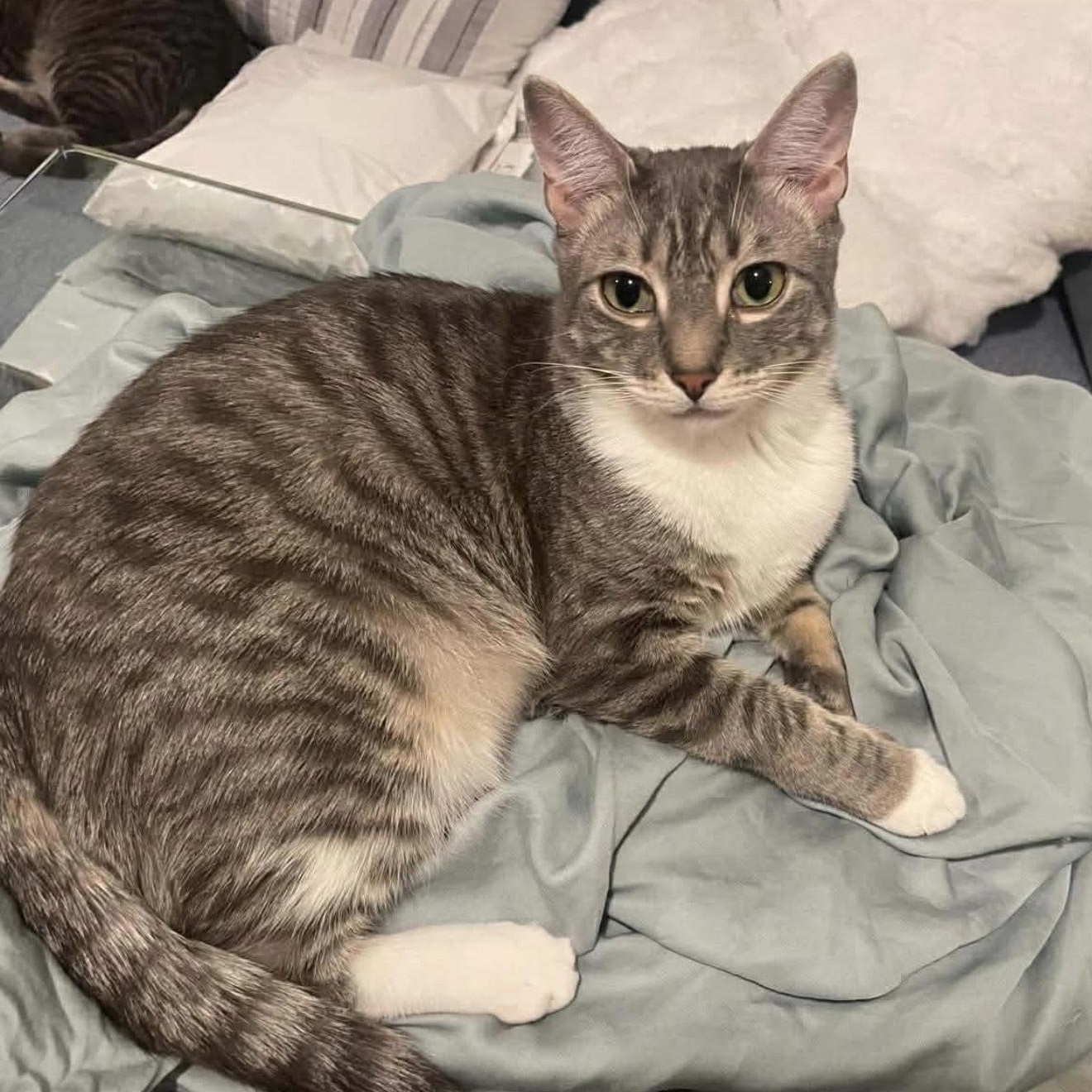 Enlarge Arthur , a Adoptable Domestic Short Hair in Brooklyn , NY image 4/6