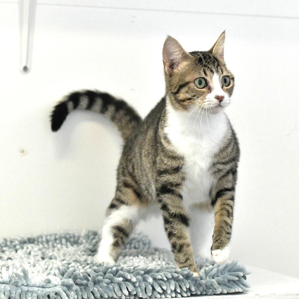 Enlarge Sliver, a Adoptable Domestic Short Hair in Chilliwack, BC image 1/6