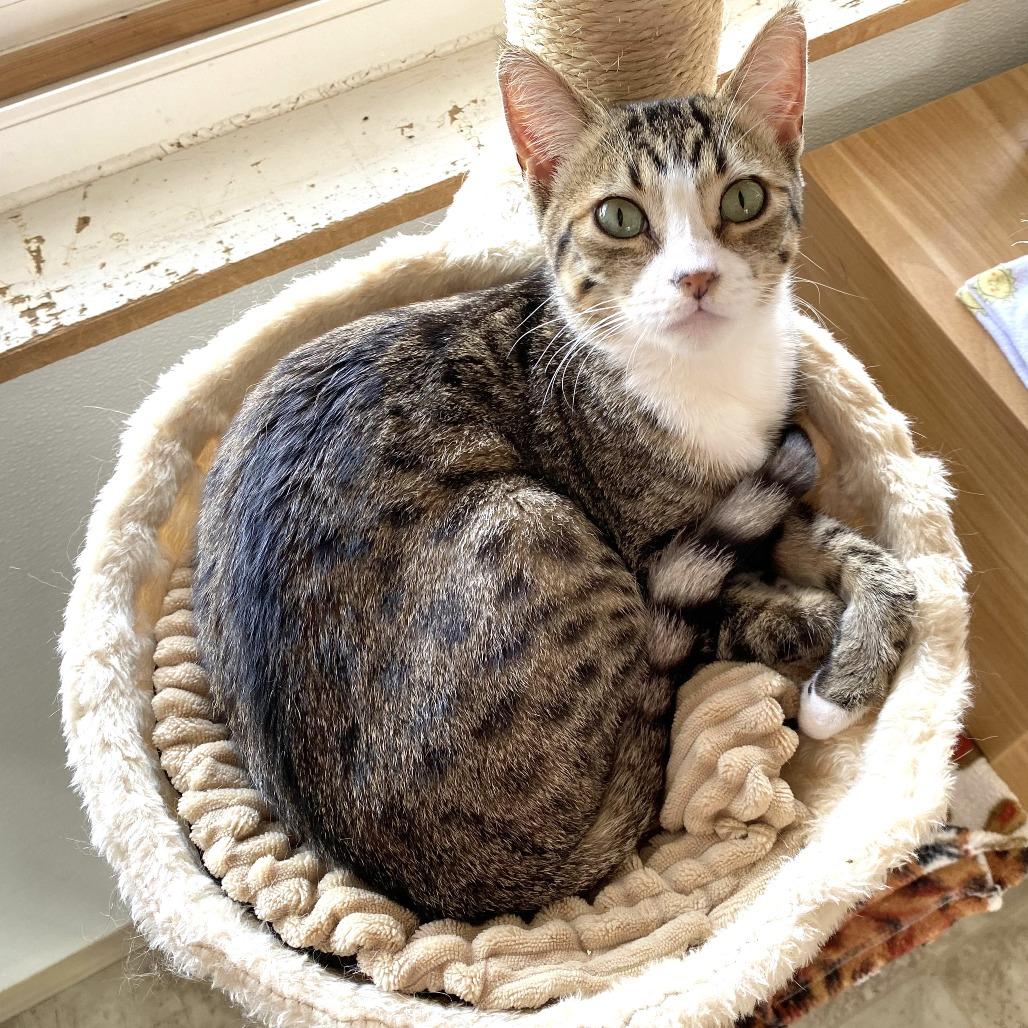 Enlarge Sliver, a Adoptable Domestic Short Hair in Chilliwack, BC image 2/6