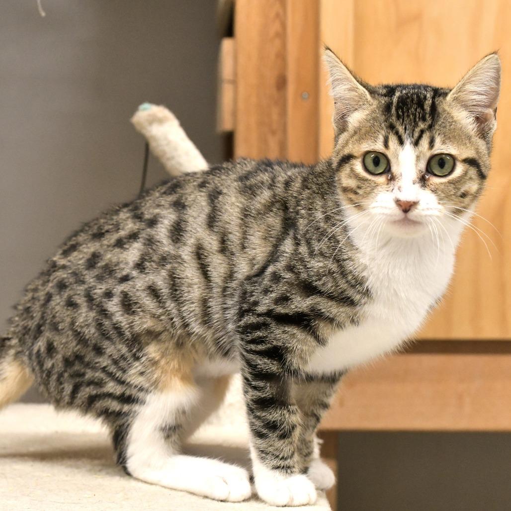Enlarge Sliver, a Adoptable Domestic Short Hair in Chilliwack, BC image 3/6