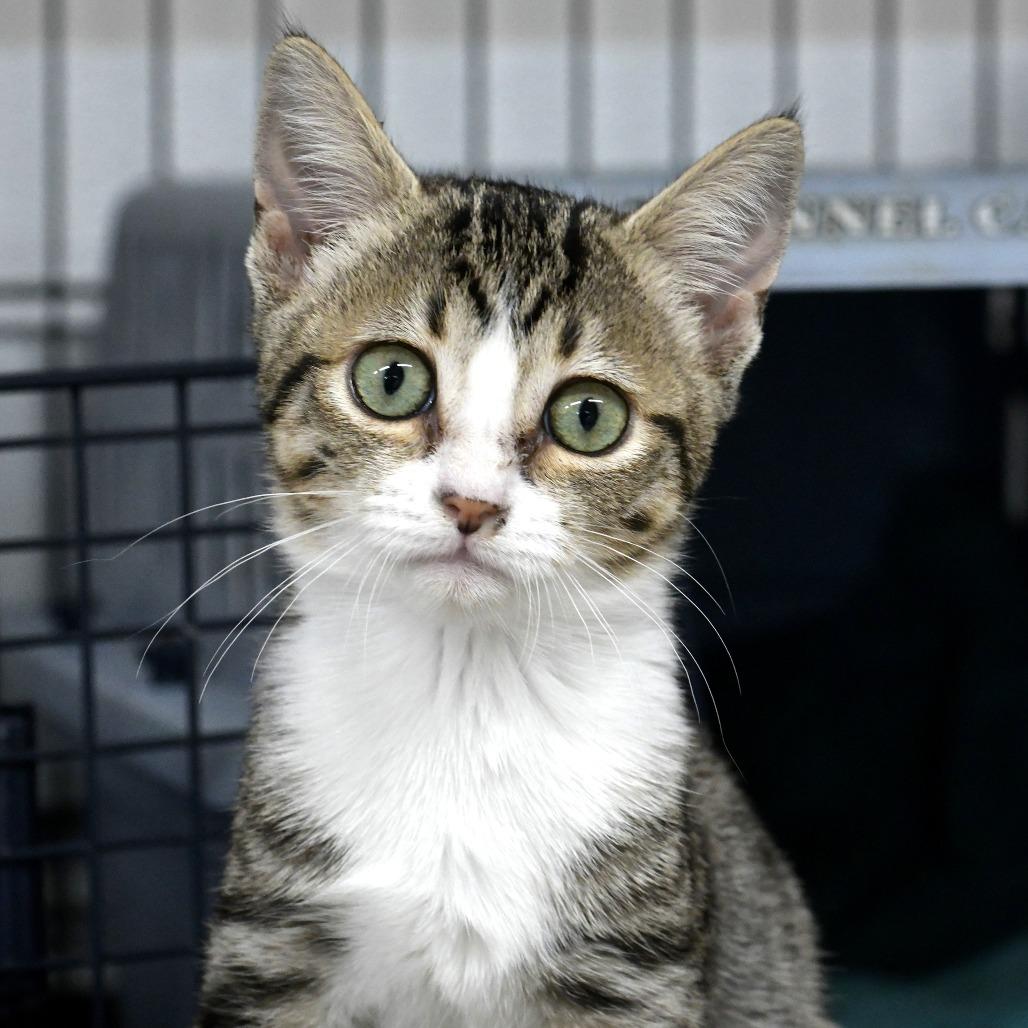 Enlarge Sliver, a Adoptable Domestic Short Hair in Chilliwack, BC image 4/6