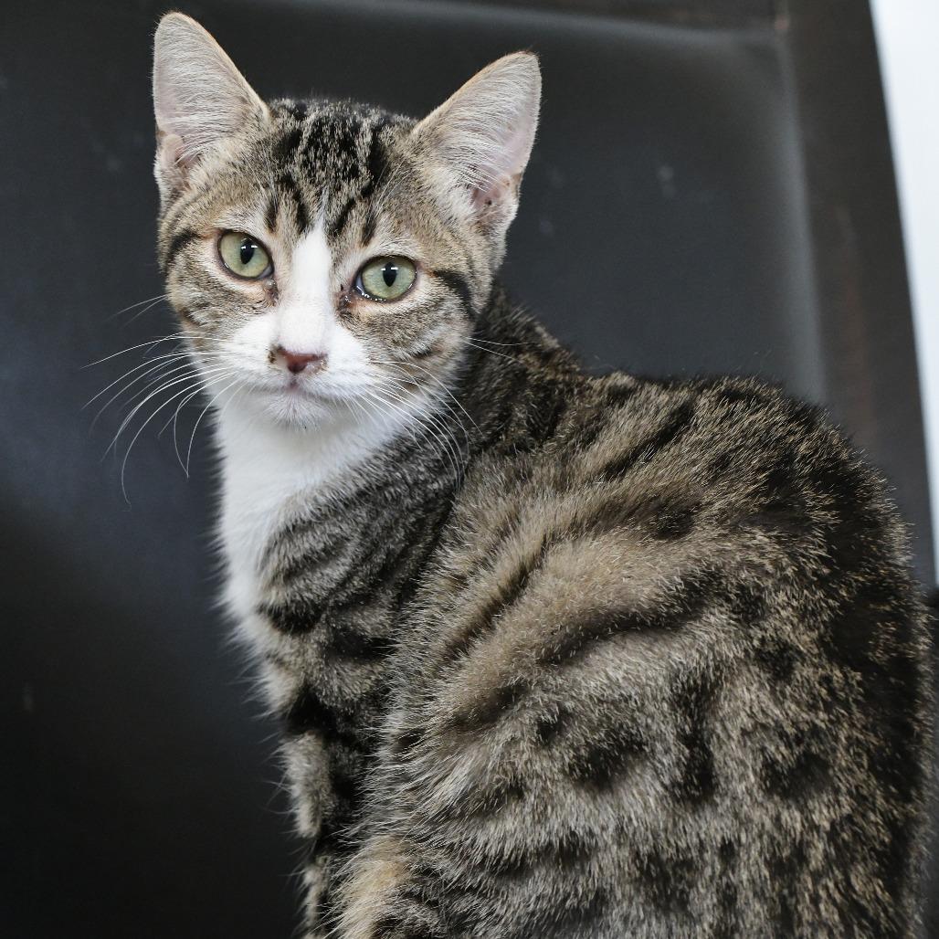 Enlarge Sliver, a Adoptable Domestic Short Hair in Chilliwack, BC image 5/6