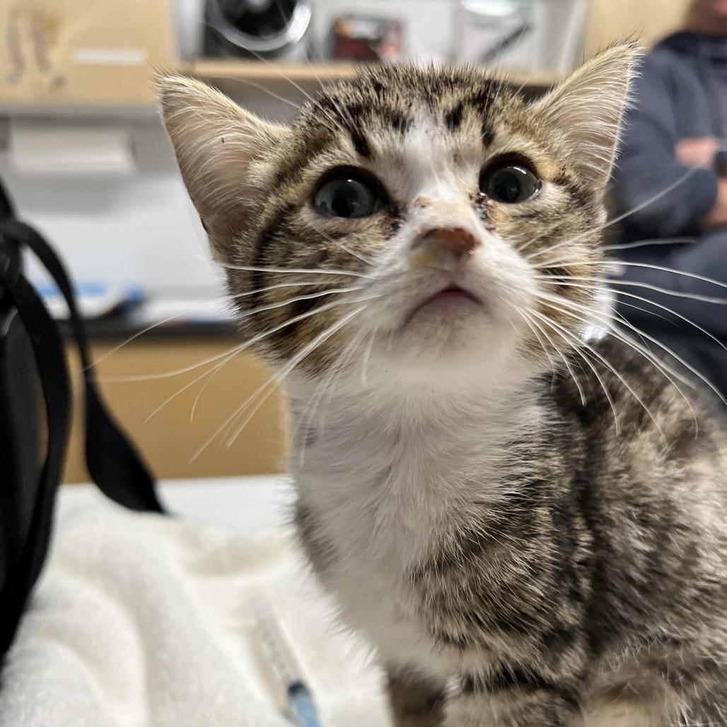 Enlarge Sliver, a Adoptable Domestic Short Hair in Chilliwack, BC image 6/6