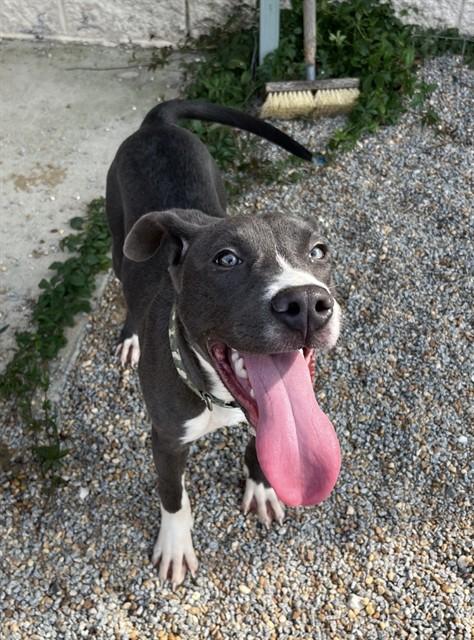 NITRO, Adoptable, Young Male Pit Bull Terrier.