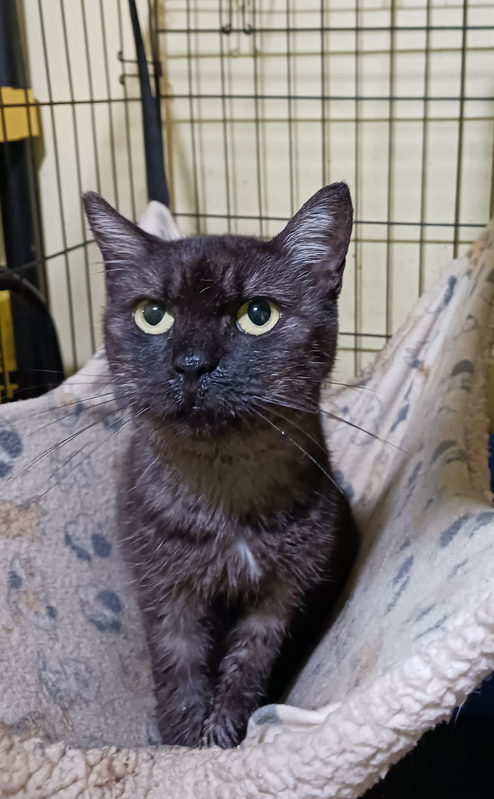 Nochelina, Adoptable, Adult Female Domestic Short Hair.