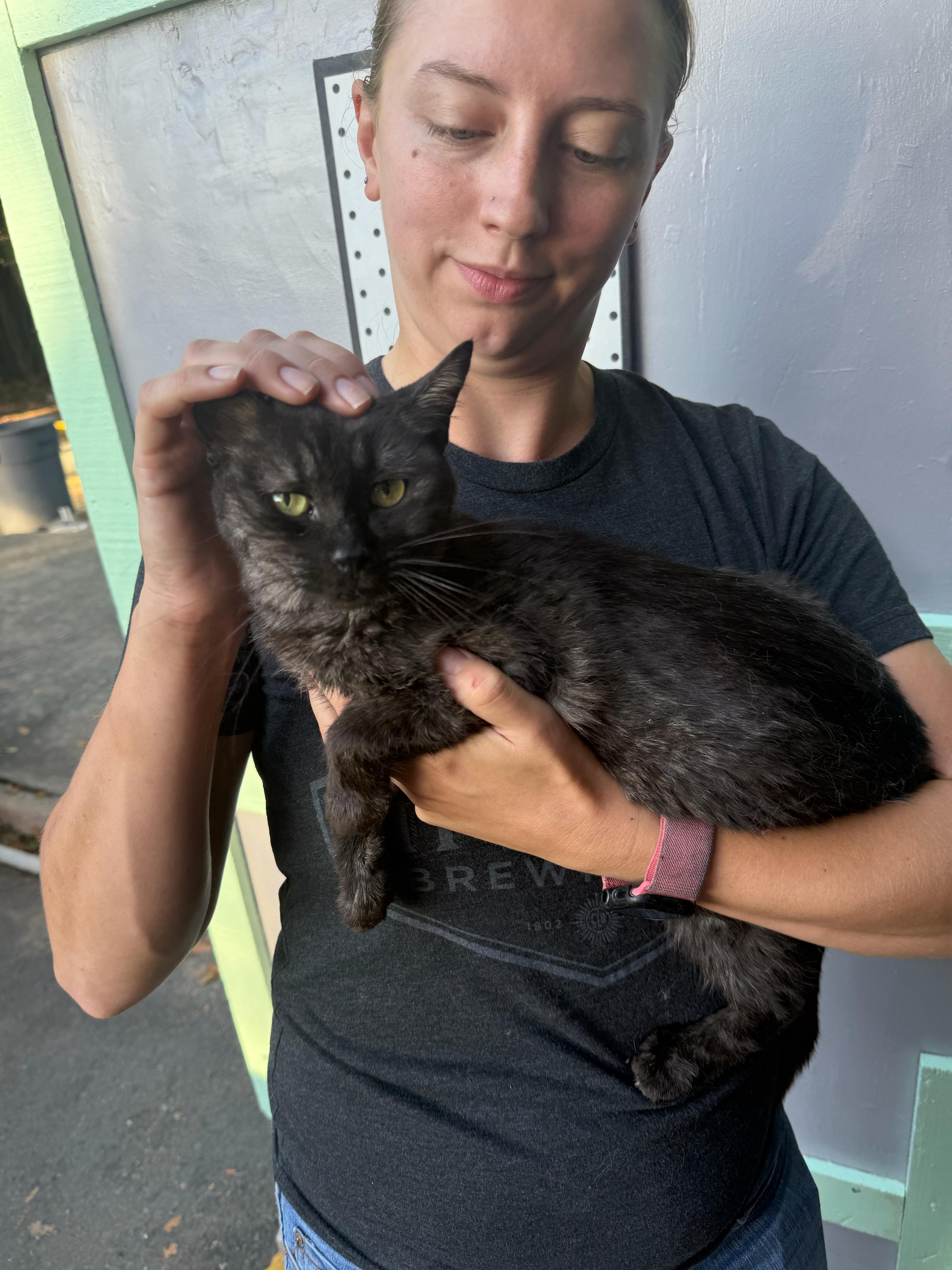 Nochelina, a Adoptable Domestic Short Hair in East Boston, MA image 2/6