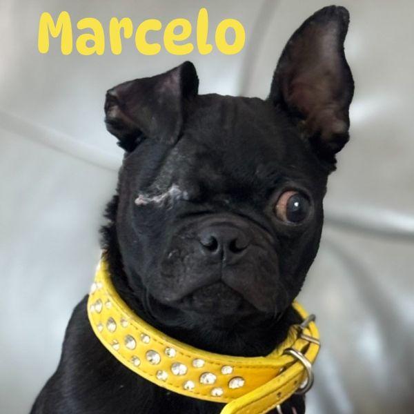 Marcelo