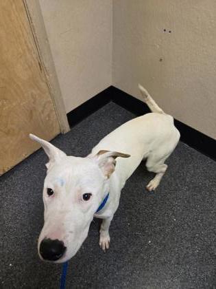 McCloud, Adoptable, Adult Male Pit Bull Terrier & Mixed Breed.
