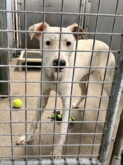 McCloud, Adoptable, Adult Male Pit Bull Terrier & Mixed Breed.