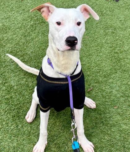 Enlarge McCloud, a Adoptable mixed breed in Roseville, CA image 2/2