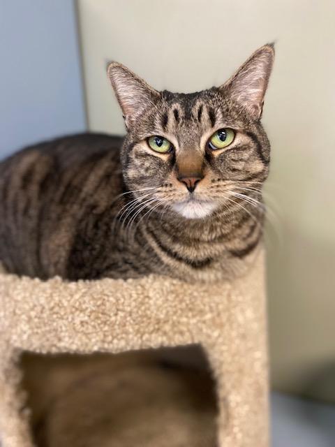 Luna, a Adoptable Domestic Short Hair in Grass Valley, CA image 1/2