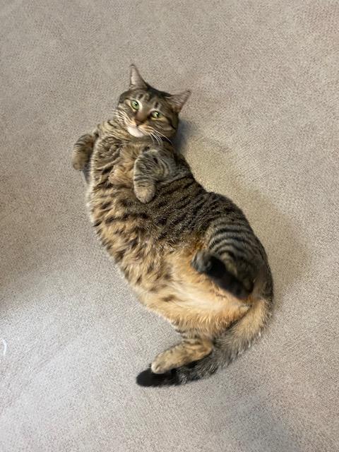 Luna, a Adoptable Domestic Short Hair in Grass Valley, CA image 2/2