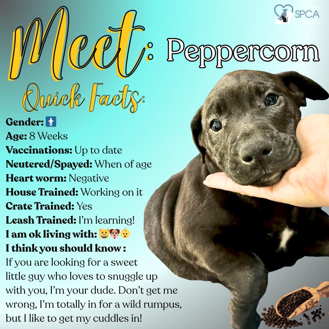 Peppercorn, ADOPTABLE, Puppy Male Labrador Retriever.