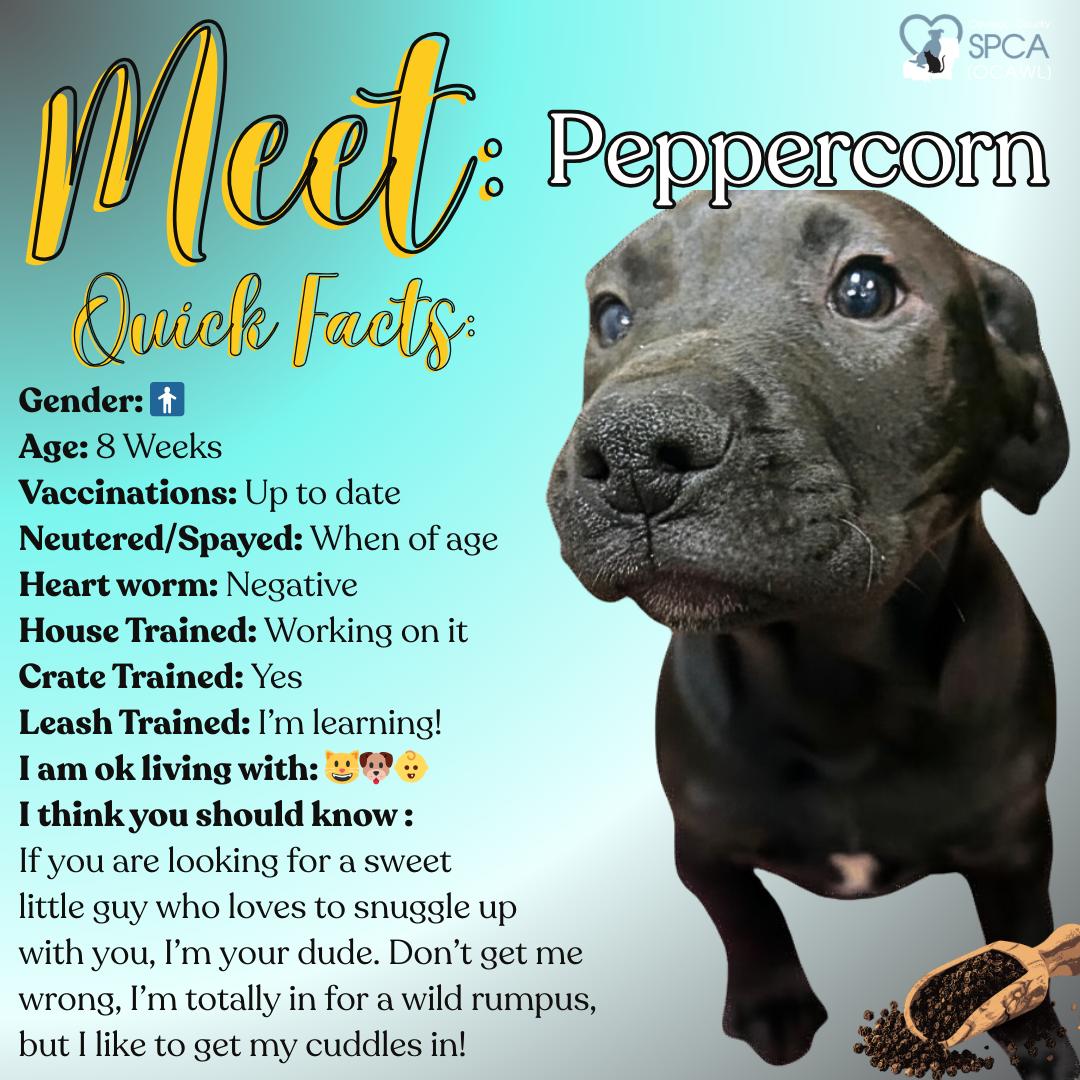 Peppercorn, adopted, Puppy Male Labrador Retriever.