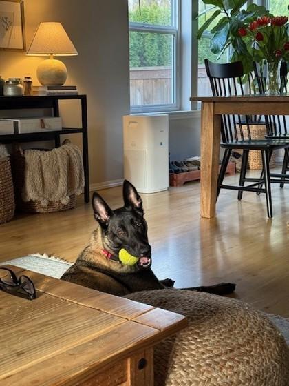 Oak, Adoptable, Adult Female Belgian Shepherd / Malinois & Mixed Breed.