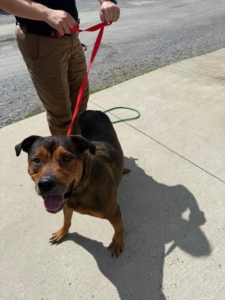 Max, Adoptable, Adult Male Rottweiler.