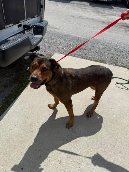Enlarge Max, a Adoptable Rottweiler in Shelbyville, TN image 2/2