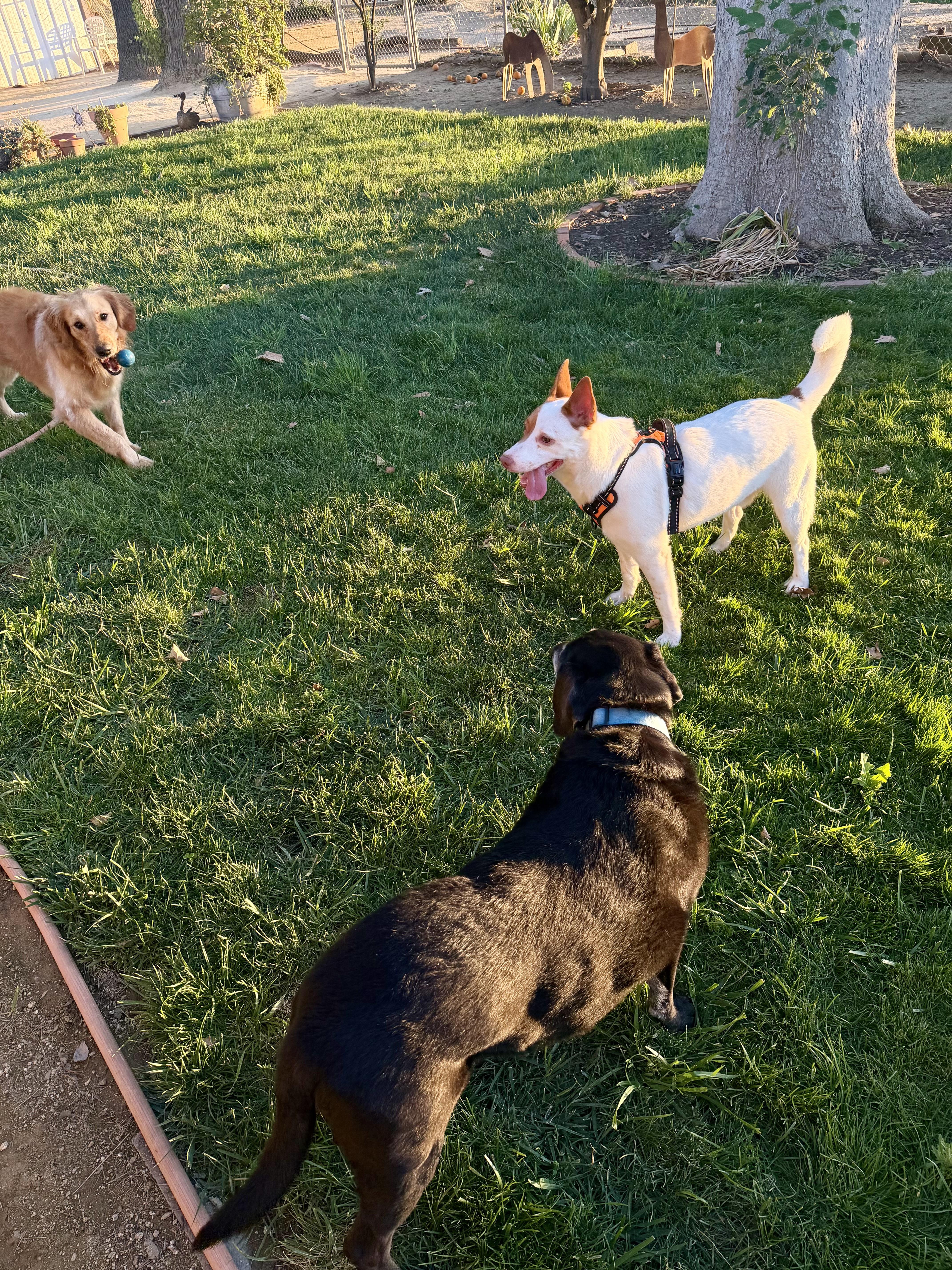 Baja, a ADOPTABLE mixed breed in Newcastle, CA image 6/6