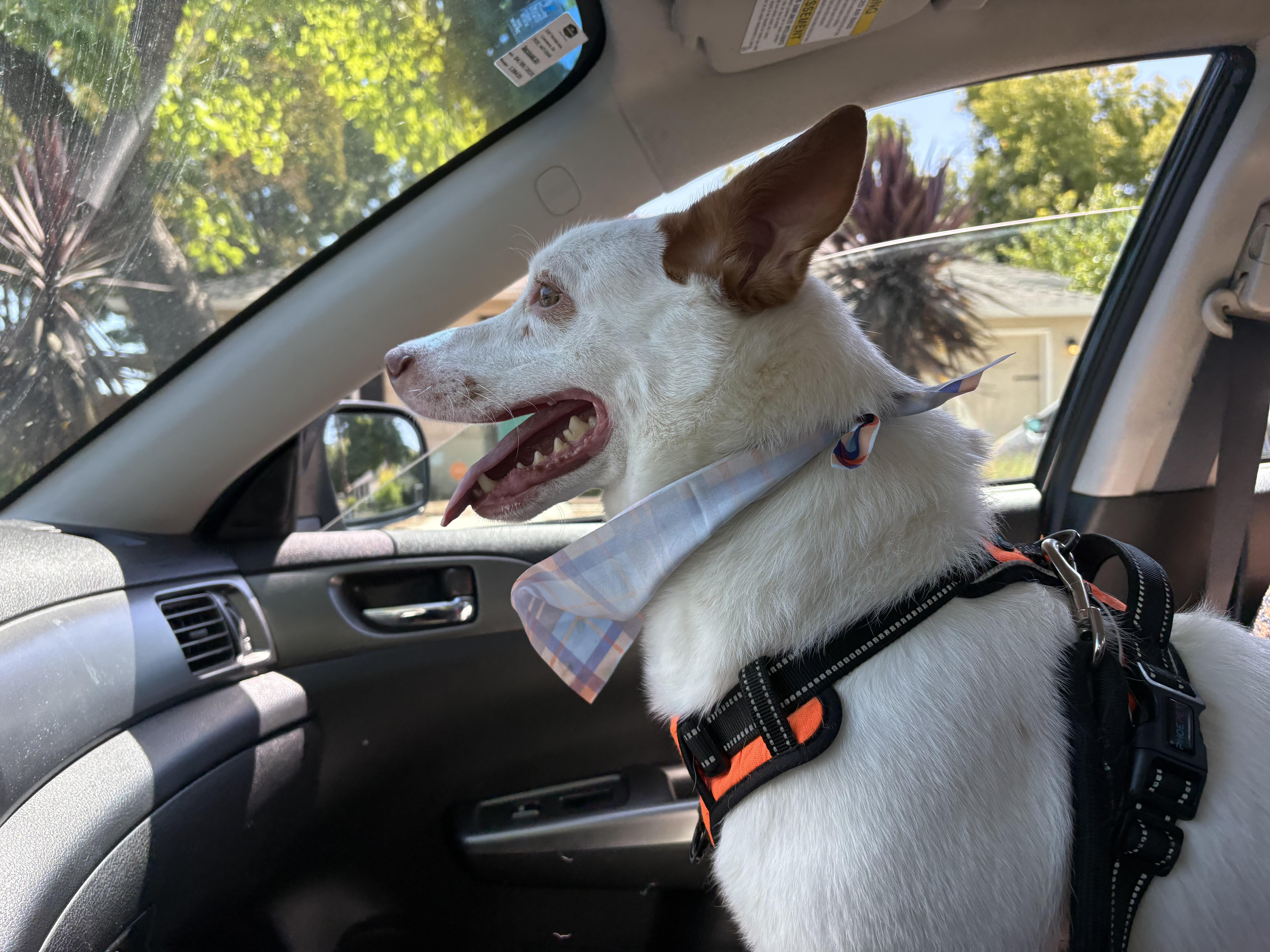 Baja, a ADOPTABLE mixed breed in Newcastle, CA image 2/6