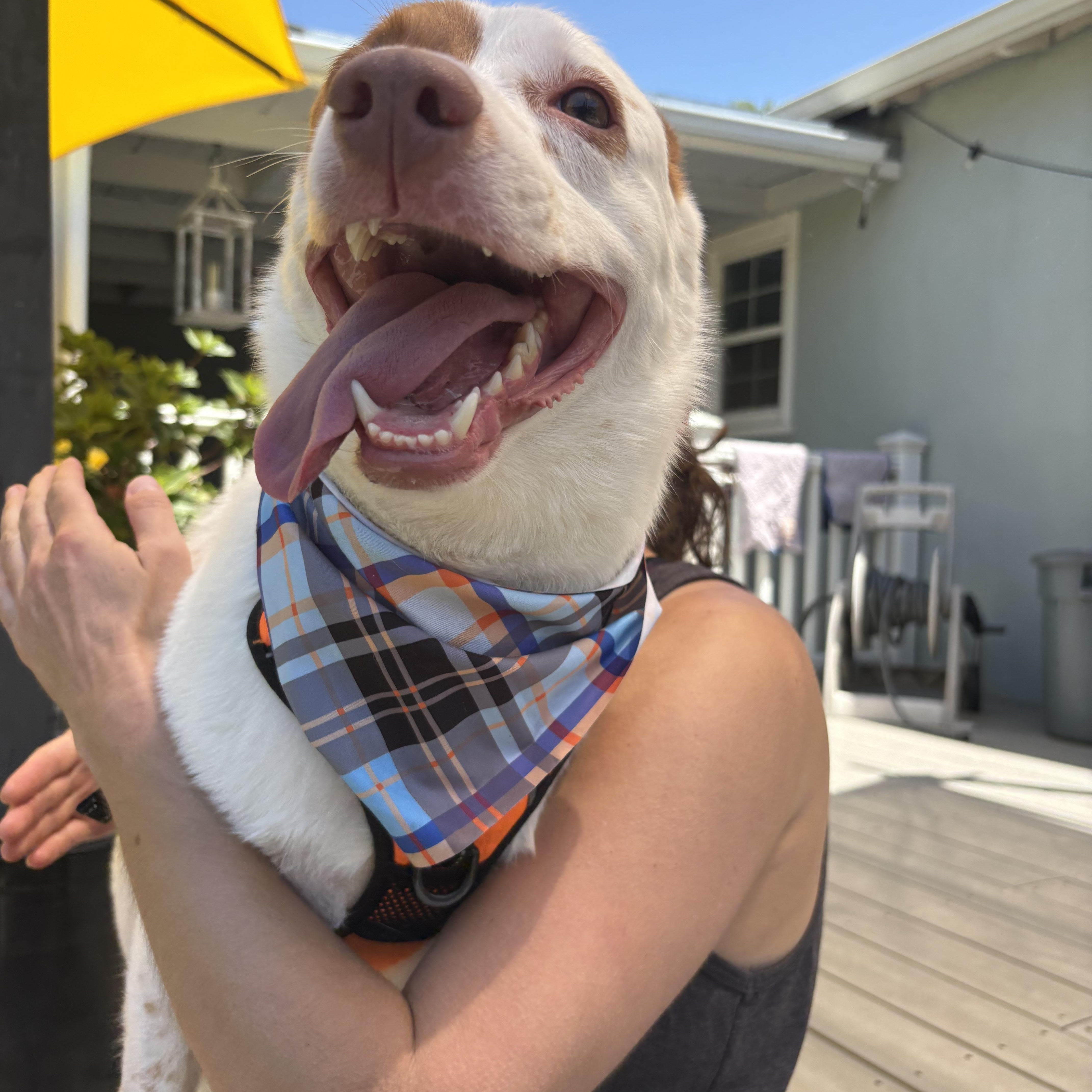 Baja, a ADOPTABLE mixed breed in Newcastle, CA image 4/6