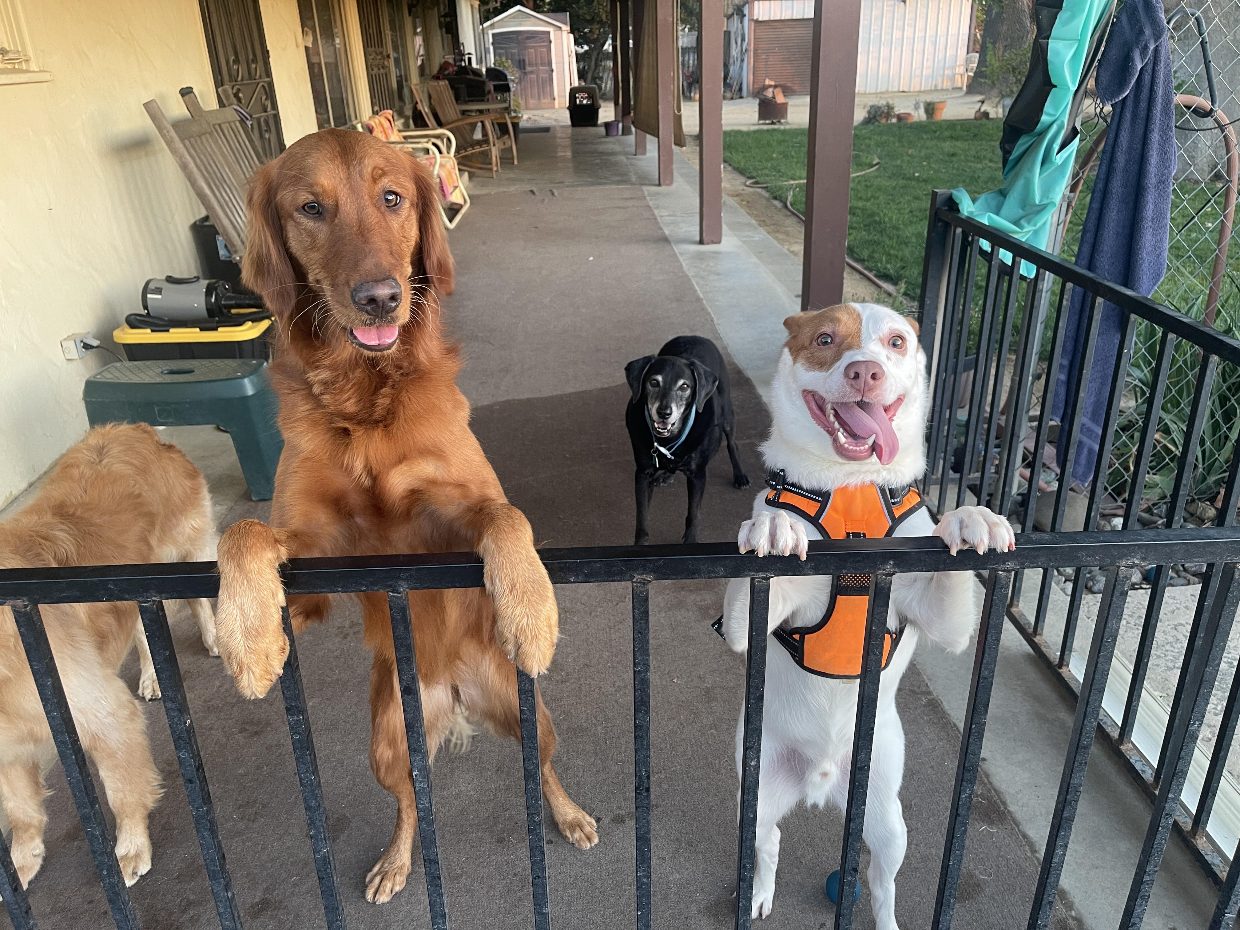 Baja, a ADOPTABLE mixed breed in Newcastle, CA image 5/6