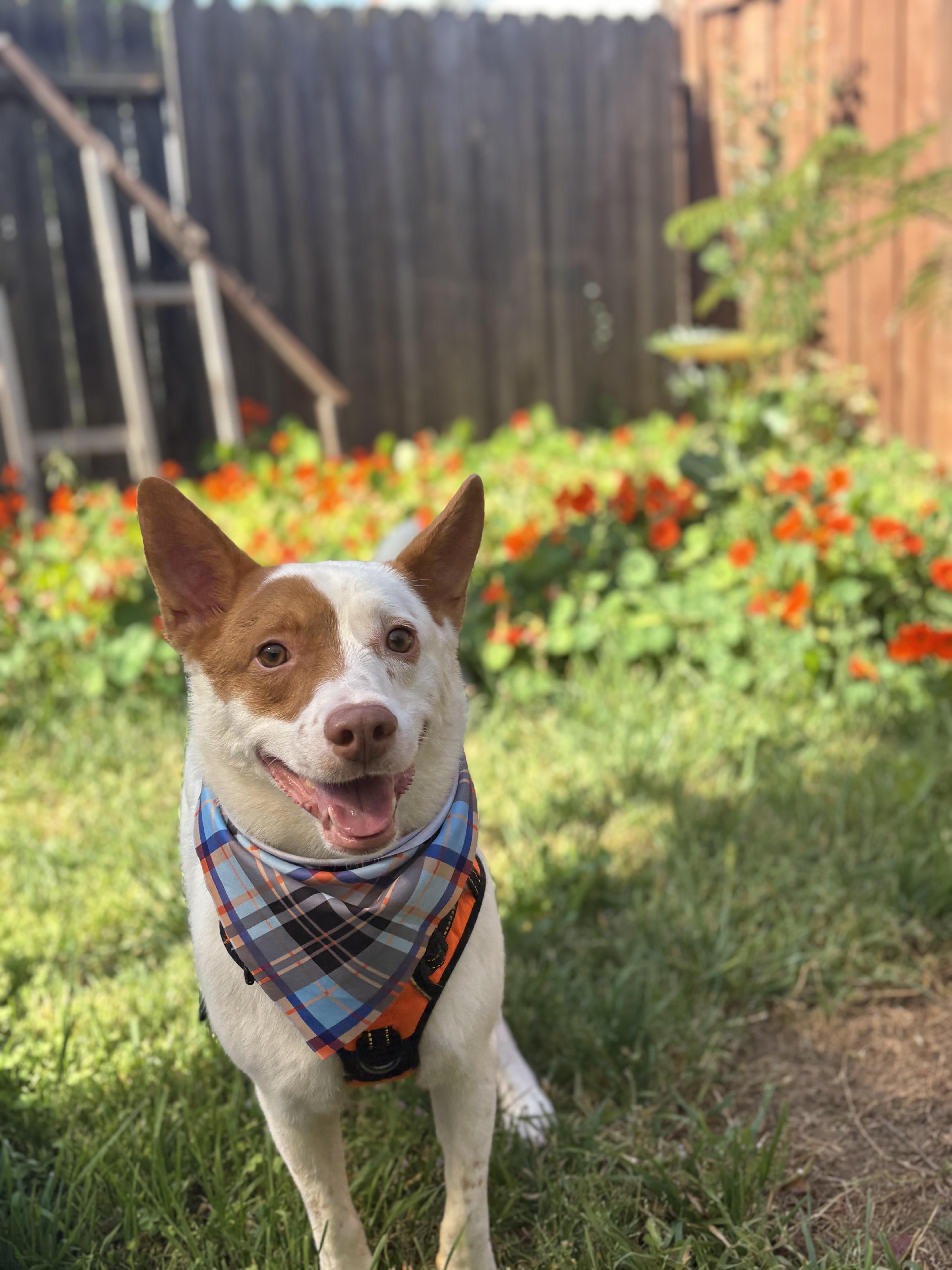 Baja, a ADOPTABLE mixed breed in Newcastle, CA image 1/6