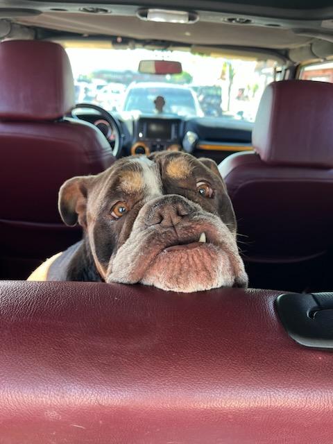 Dr. Dre - Courtesy Listing see info, an adoptable English Bulldog in Polson, MT, 59860 | Photo Image 5