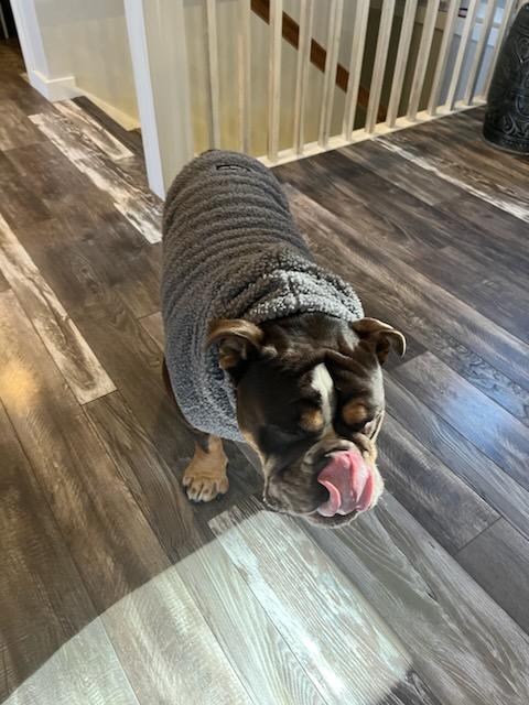 Dr. Dre - Courtesy Listing see info, an adoptable English Bulldog in Polson, MT, 59860 | Photo Image 1