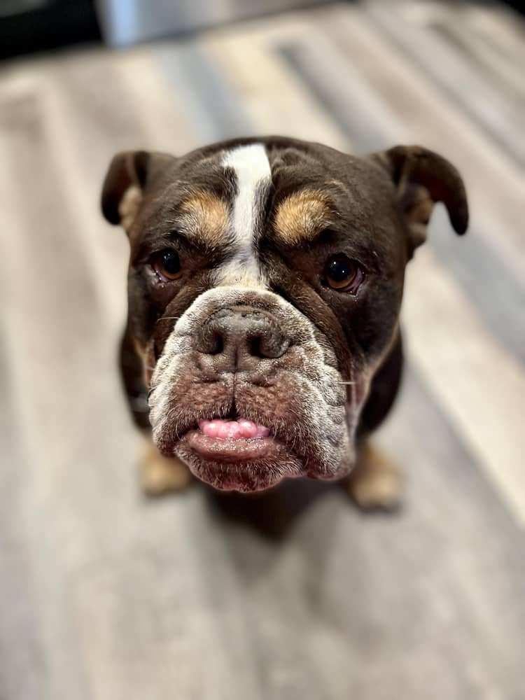 Dr. Dre - Courtesy Listing see info, an adoptable English Bulldog in Polson, MT, 59860 | Photo Image 2