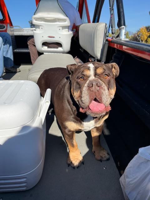 Dr. Dre - Courtesy Listing see info, an adoptable English Bulldog in Polson, MT, 59860 | Photo Image 4