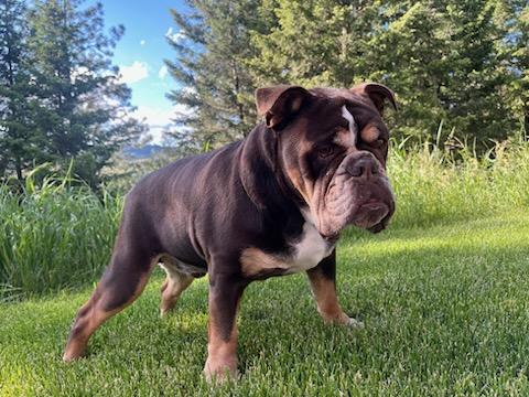 Dr. Dre - Courtesy Listing see info, an adoptable English Bulldog in Polson, MT, 59860 | Photo Image 3