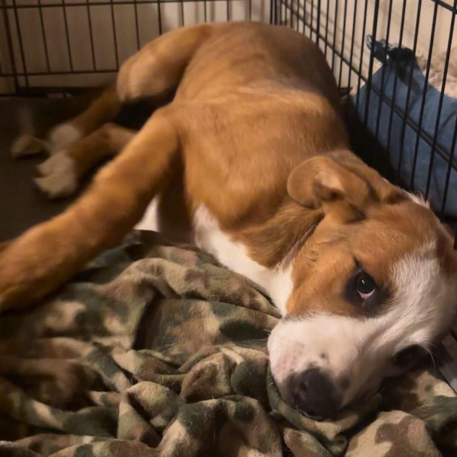 Ty, Adopted, Puppy Male Mixed Breed.