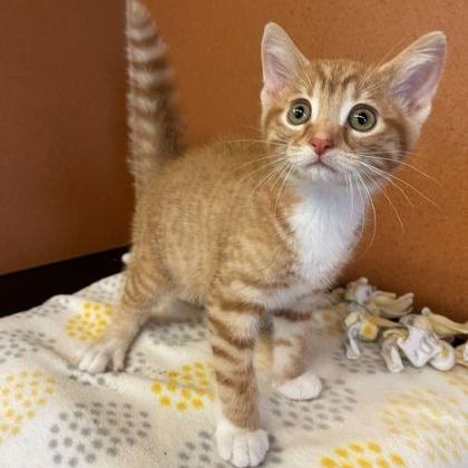 Honey, adopted, Kitten Male Domestic Short Hair.