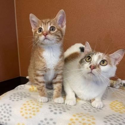 Enlarge Honey, an adopted Domestic Short Hair in Rochester, MN image 2/2