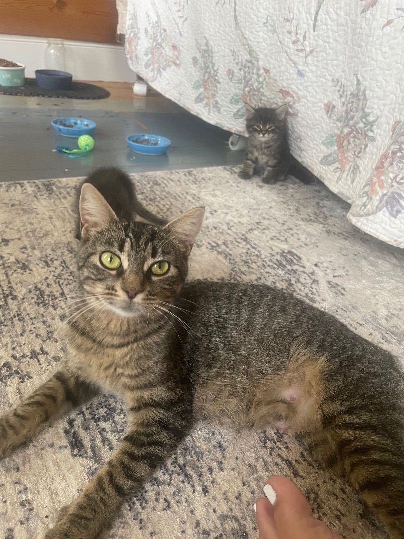 Muffin, Young Female Domestic Short Hair