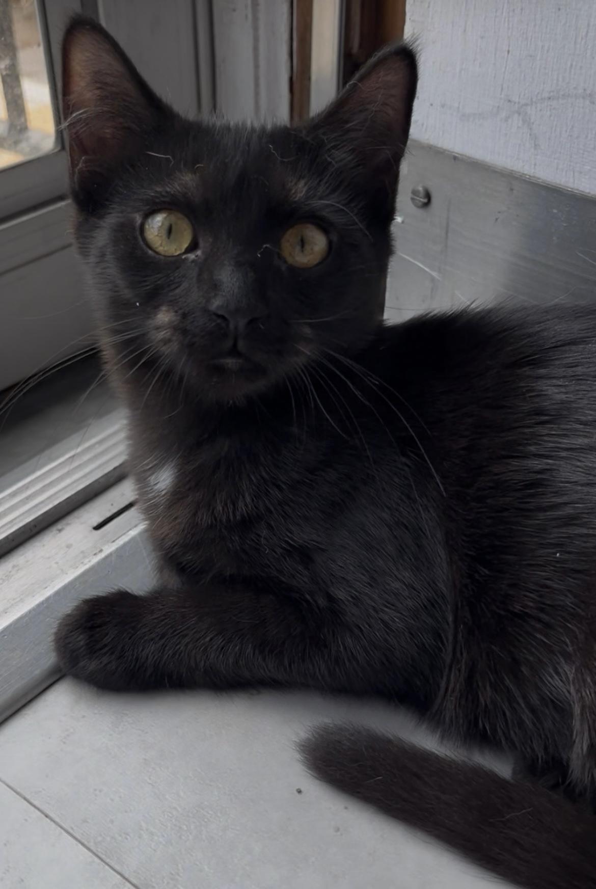 Zella, a Adoptable mixed breed in Greensboro, NC image 4/6