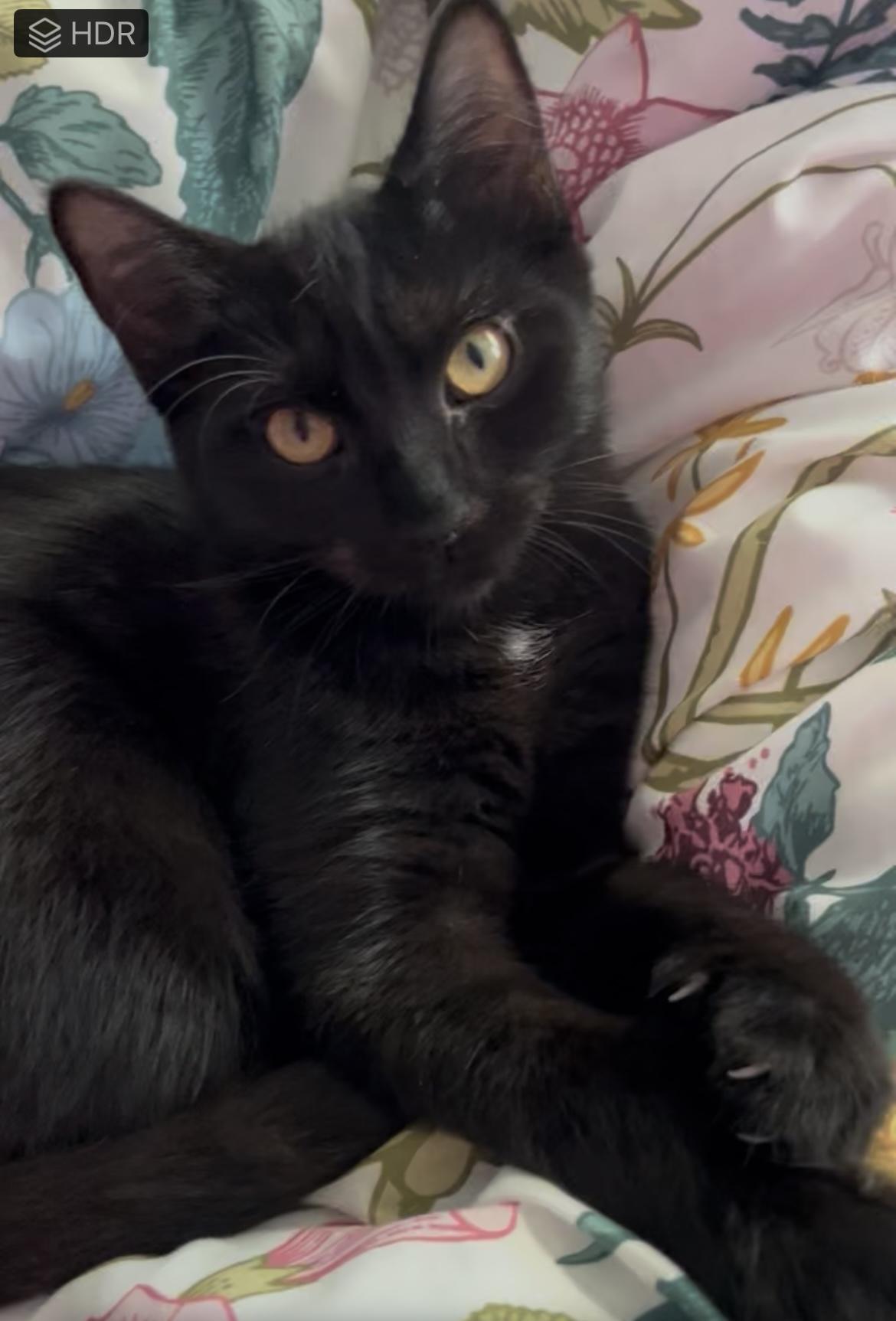 Zella, Adoptable, Kitten Female Lykoi & Domestic Short Hair.