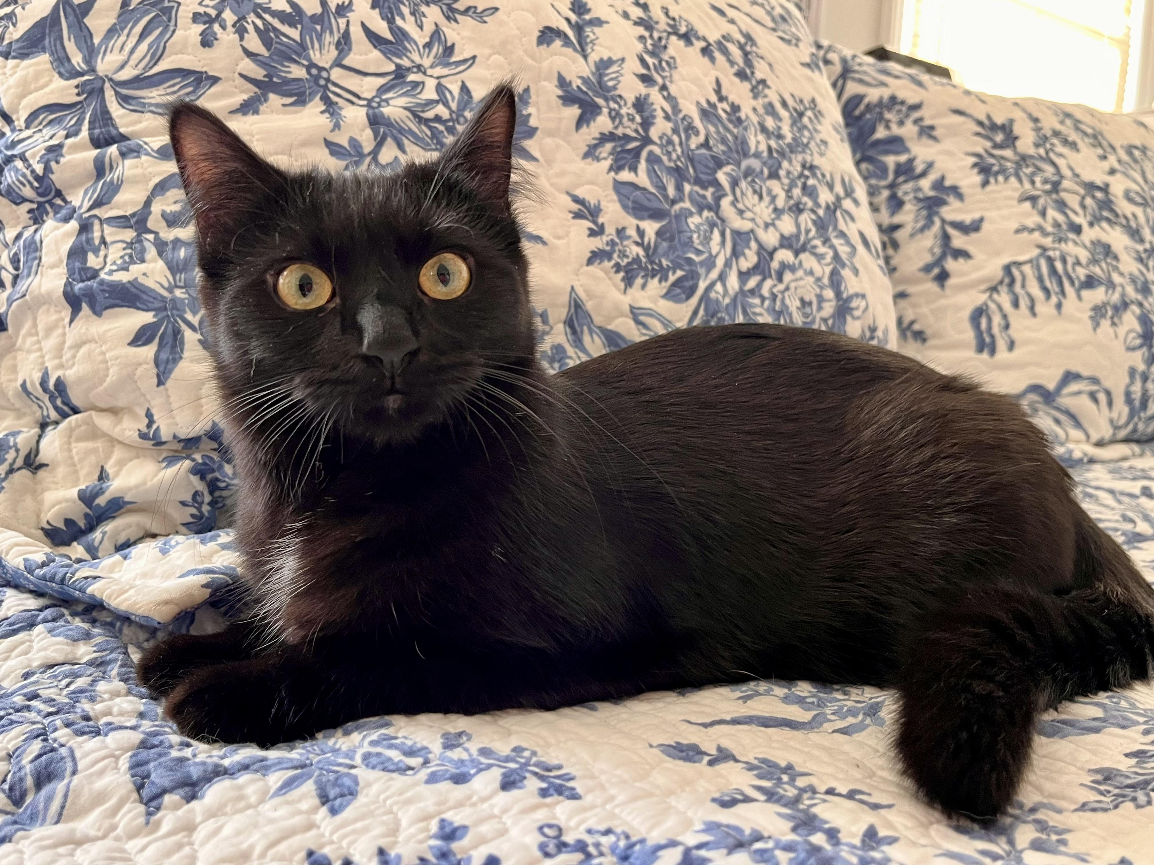 Enlarge Zella, an adopted mixed breed in Greensboro, NC image 2/6