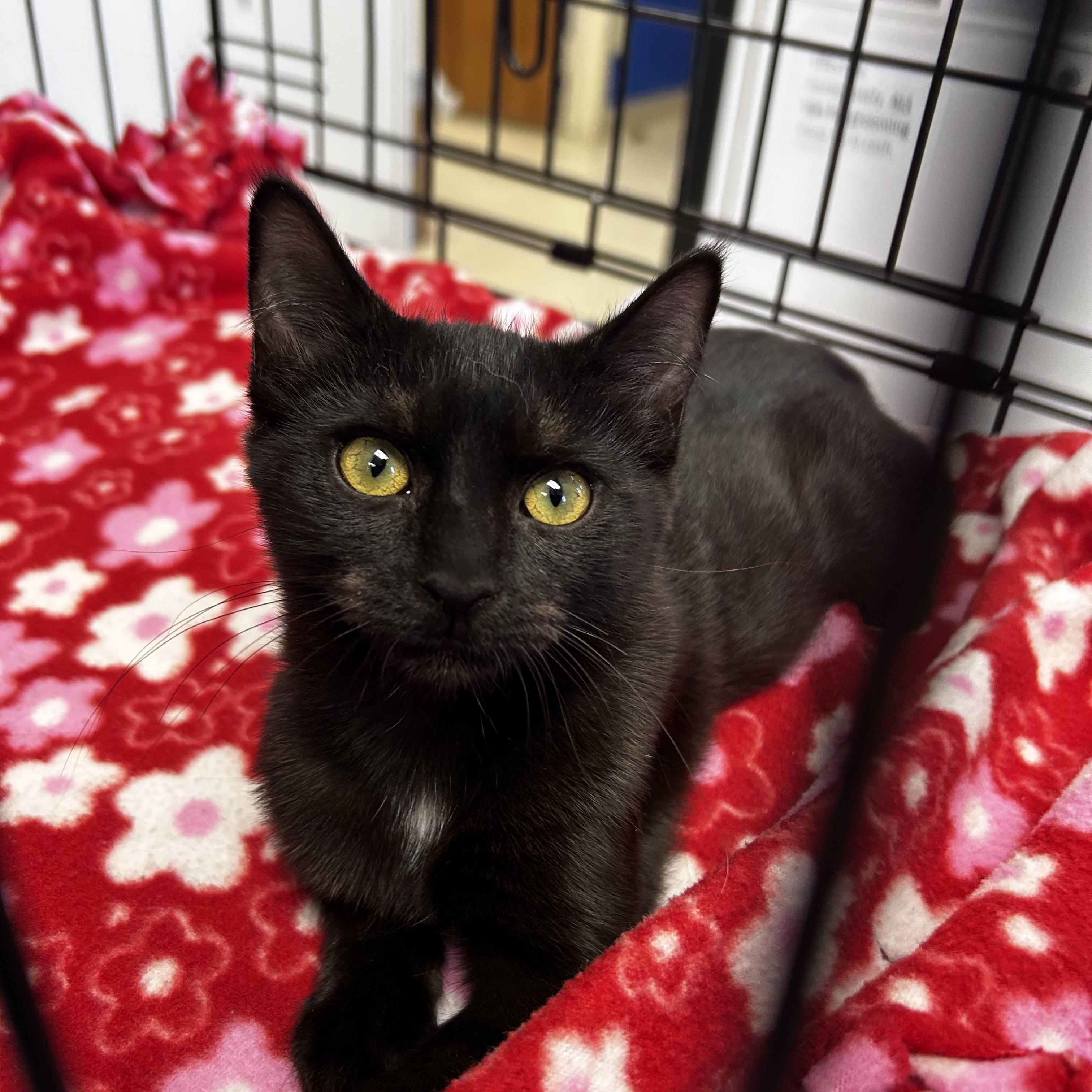 Zella, a Adoptable mixed breed in Greensboro, NC image 2/6