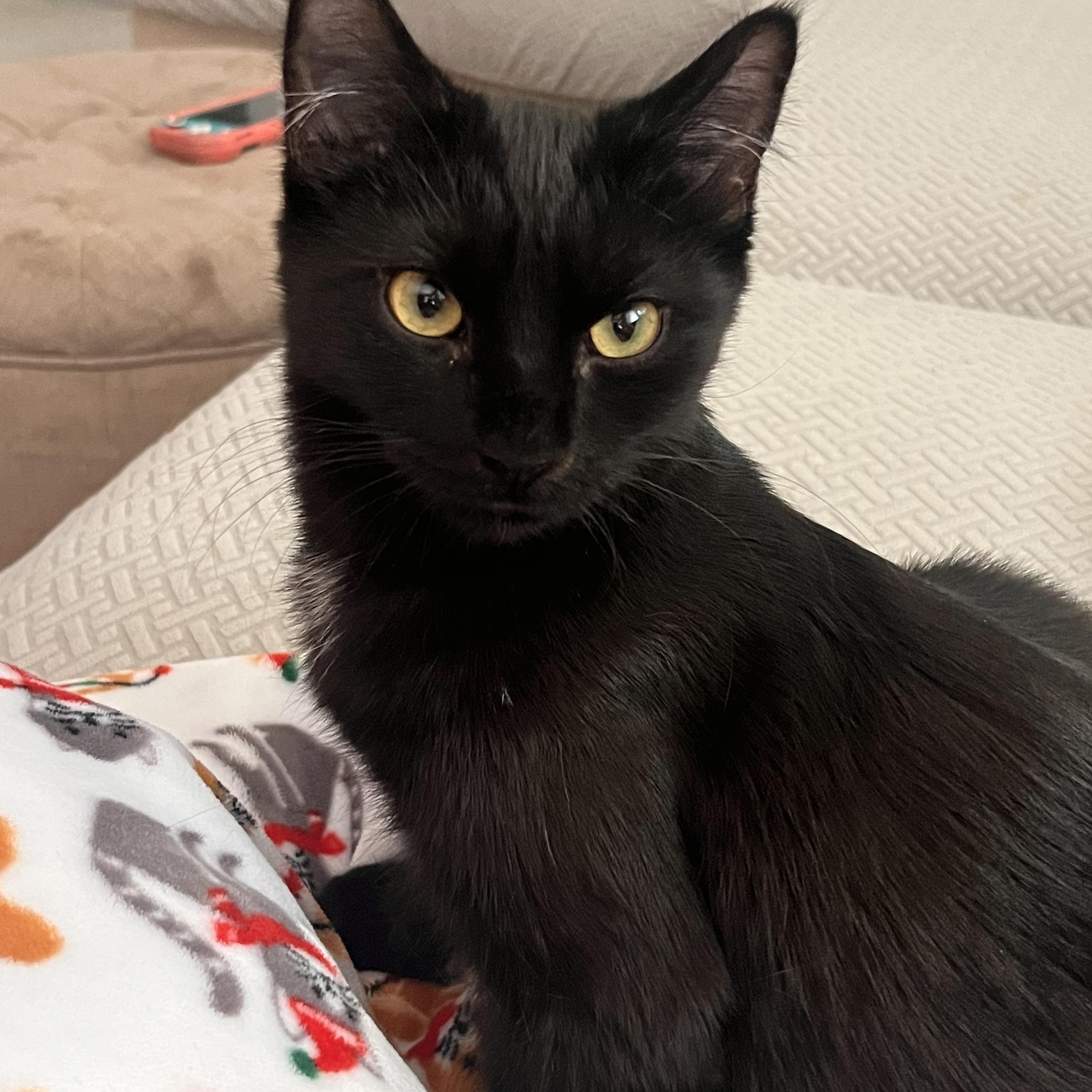 Enlarge Zella, a Adoptable mixed breed in Greensboro, NC image 6/6