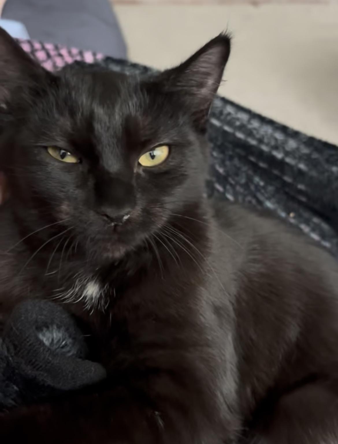 Zella, a Adoptable mixed breed in Greensboro, NC image 3/6