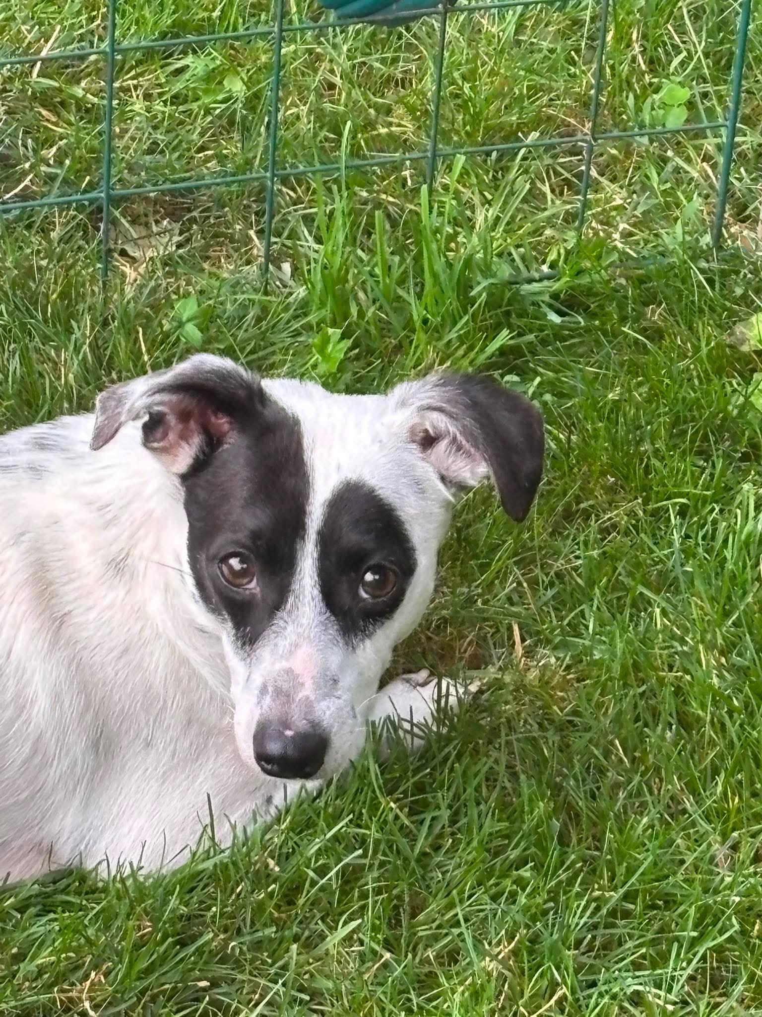 Maxwell, a ADOPTABLE Mixed Breed in St Catharines, ON image 4/5
