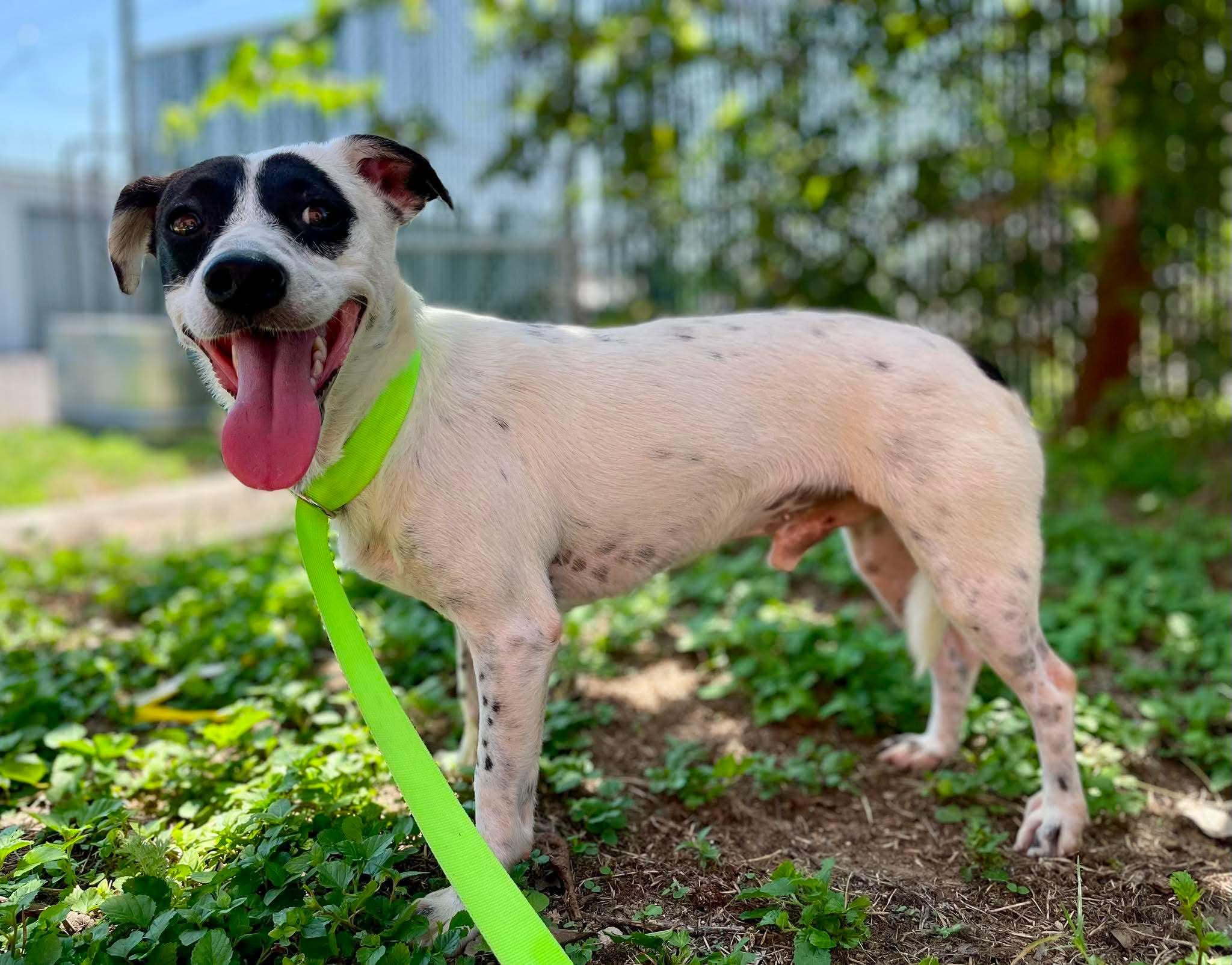 Maxwell, a ADOPTABLE Mixed Breed in St Catharines, ON image 2/5