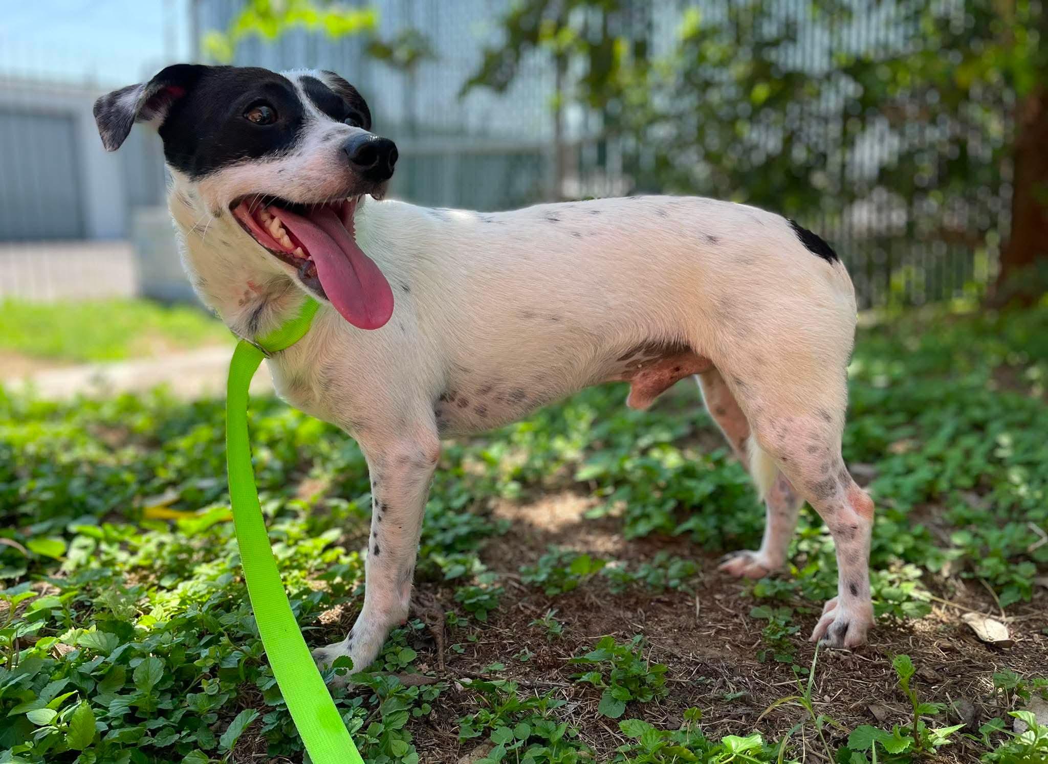 Maxwell, a ADOPTABLE Mixed Breed in St Catharines, ON image 3/5