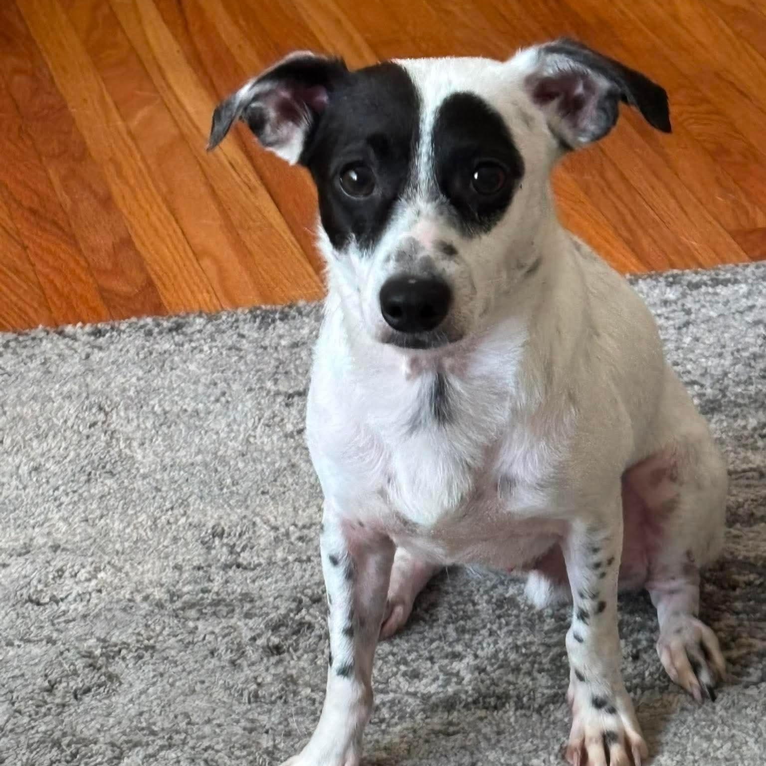 Maxwell, ADOPTABLE, Young Male Mixed Breed.
