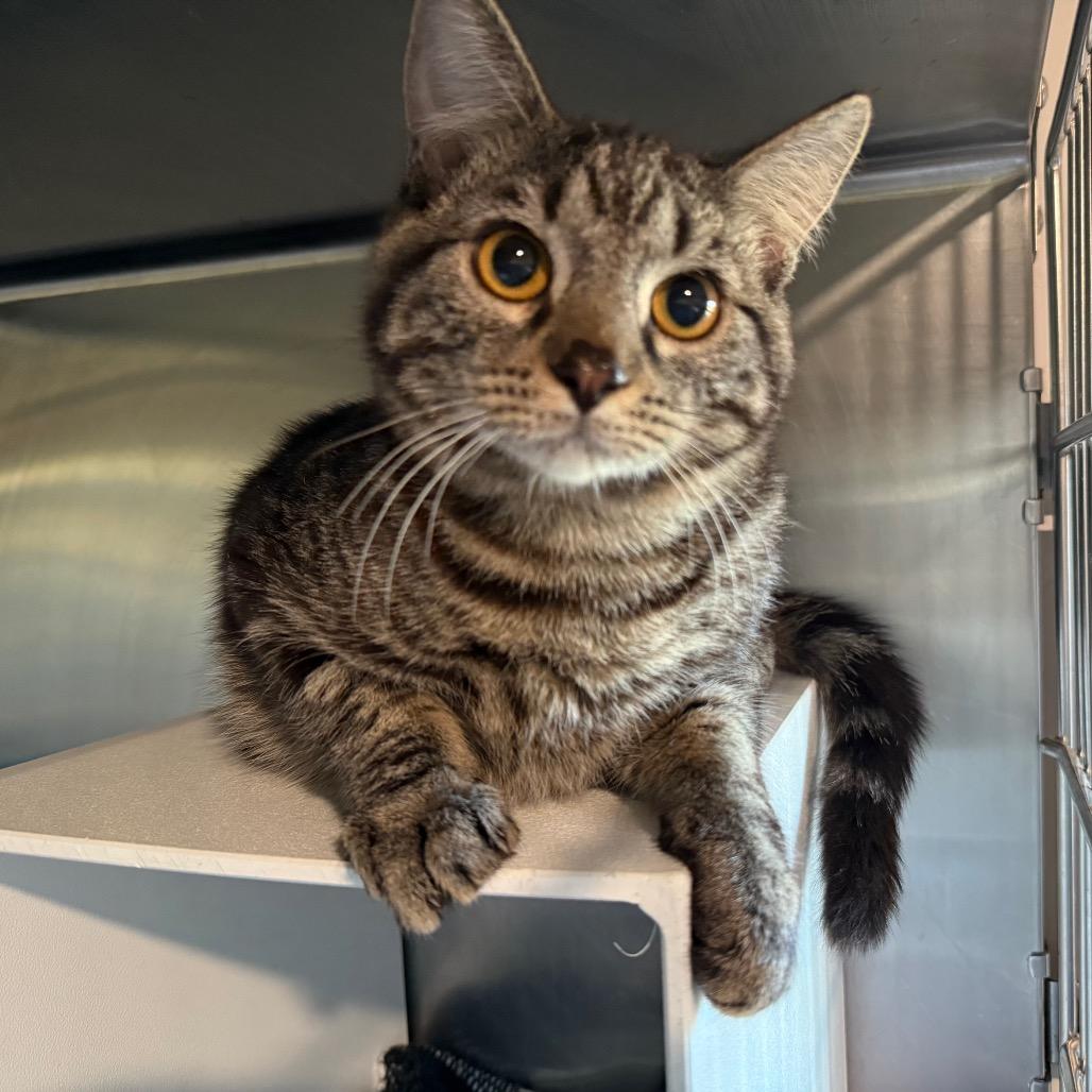 Enlarge Queso, a Adoptable Domestic Short Hair in Cedaredge, CO image 2/2