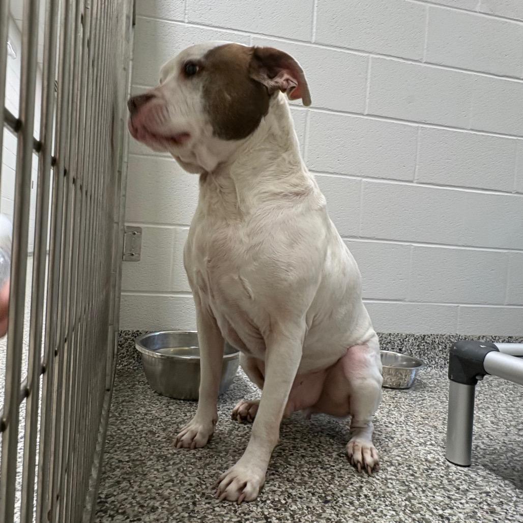 Mace, Adoptable, Adult Male Pit Bull Terrier & Mixed Breed.