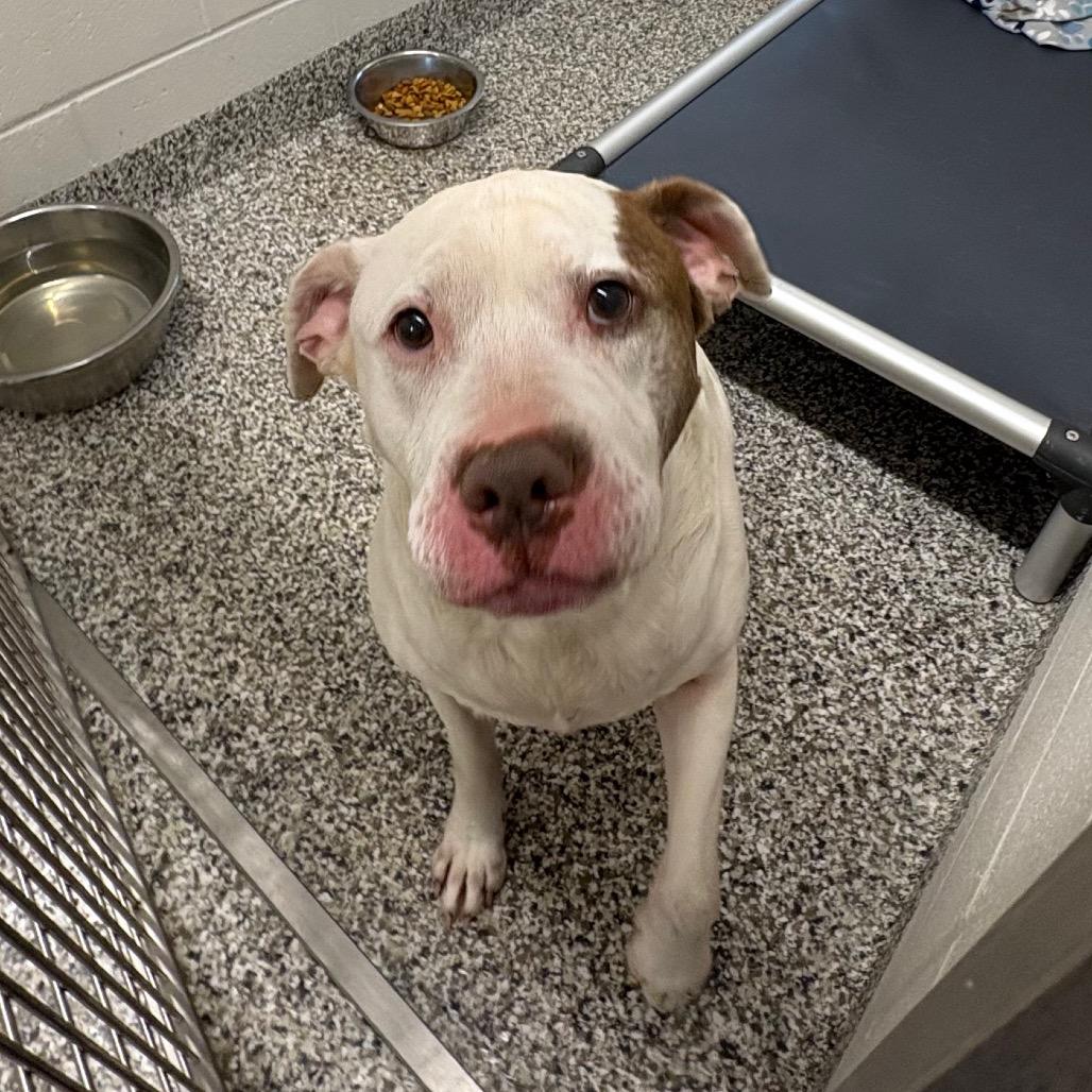 Enlarge Mace, a Adoptable mixed breed in Morganton, NC image 2/6